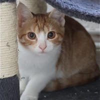***Katzenkind BATIDA!***, Katze zur Adoption
