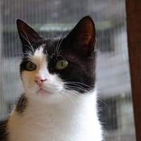 *** Bezaubernde Sassy!***, Katze zur Adoption