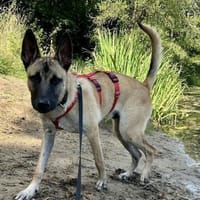 Renzo, klug, verschmust, lernwillig, Hund zur Adoption