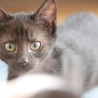 Black is beautiful: Milka, Katze zur Adoption