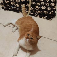 FiV+ Kater Chickpea aus dem Tierschutz, Kater zur Adoption