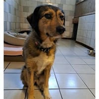 Maja sucht ein liebevolles Zuhause, Hündin zur Adoption