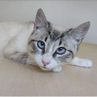 Volcan - bildschöner Thai-Siamese, Kater zur Adoption