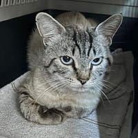 Zweitwohnungskater Rodney, Kater zur Adoption