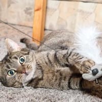 *** LIA - eine Katze mit Charakter!***, Katze zur Adoption