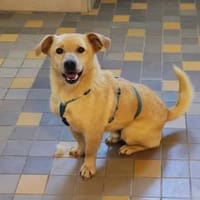 Labrador auf Dackelbeinchen, Hund zur Adoption