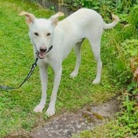 Minos toller Kumpel, Hund zur Adoption