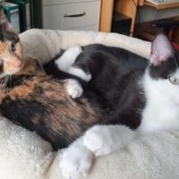 Rosi und Rudi, Kater zur Adoption