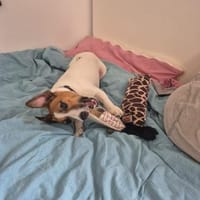 FiETE 😍 will dich kennenlernen, Hund zur Adoption