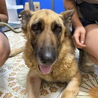 Sara ein dringender Notfall, Hündin zur Adoption