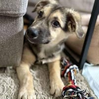 Kiko ist voller Lebensfreude 🐾, Hund zur Adoption