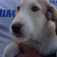 Sandro Spinone Italiano Mix, Hund zur Adoption
