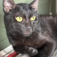 Blacky aus dem Tierschutz, Kater zur Adoption