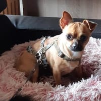 Tango in 27478 Cuxhaven #, Hund zur Adoption