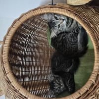 Katzenwelpen, Kater zur Adoption