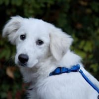 Möchten Sie Cucco adoptieren?, Hund zur Adoption