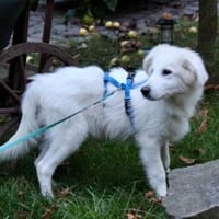 Möchten Sie Curzio bei sich aufnehmen?, Hund zur Adoption