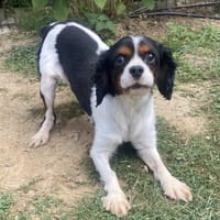 Lenny in 60433 Frankfurt, Hund zur Adoption