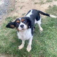 Lenny in 60433 Frankfurt, Hund zur Adoption