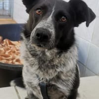 Mattia sucht ein liebevolles Zuhause, Hündin zur Adoption