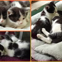 TSARA CHA, chatte à adopter