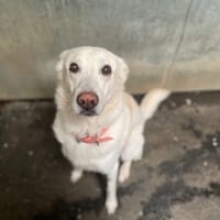 JOKE, chien à adopter