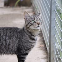 Grisou, chat à adopter