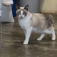 Mandu, chatte à adopter
