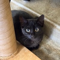 Satay, chatte à adopter