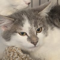 CLOWIE, chatte à adopter