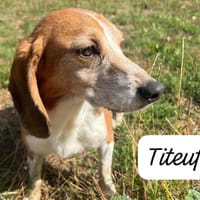 TITEUF, chien à adopter