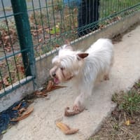 SPEEDY réservé, chien à adopter