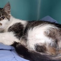 Nayati, chatte à adopter
