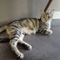 Matchka, chatte à adopter