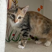 PRUNE (réservé), chatte à adopter