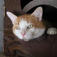 TIMY, chat à adopter