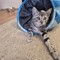 Gato, chat à adopter