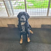 HALLOWEEN, chien à adopter