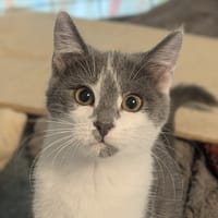 COAL, chat à adopter