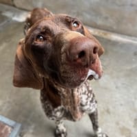 Loki, chien à adopter