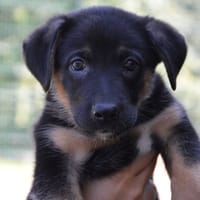 YAMOUSSOUKRO CHAO, chien à adopter