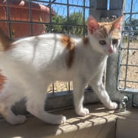 POMELO, chat à adopter