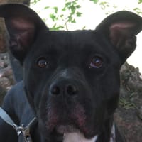 BOB, chien à adopter