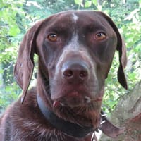 MARCEL 2, chien à adopter