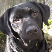 VIRGO, chien à adopter