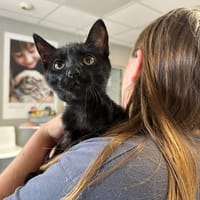 POTO, chat à adopter