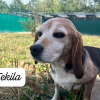 TEKILA, chienne à adopter