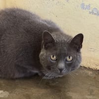 Japchae, chatte à adopter