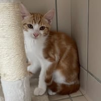 CITRON, chat à adopter