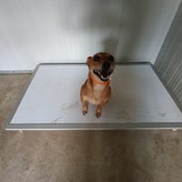 Pudding, chien à adopter